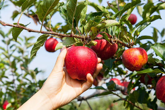 Mele: 9 cose che non sapevi!