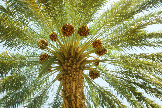La palma da dattero: una fonte di vita nel paesaggio desertico