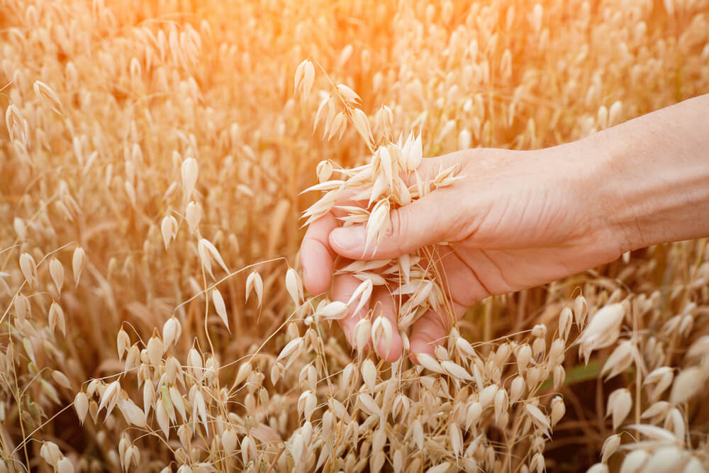 Crusca d’avena: perché è un miracolo di fibre