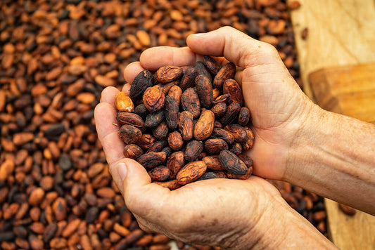 Coltivazione del cacao