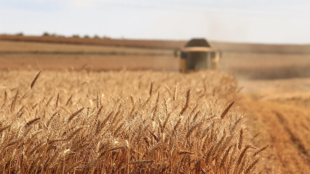 Agricoltura Grano ad alte prestazioni