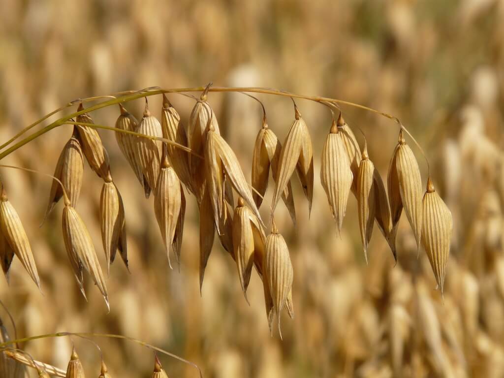 Fibre alimentari d'avena