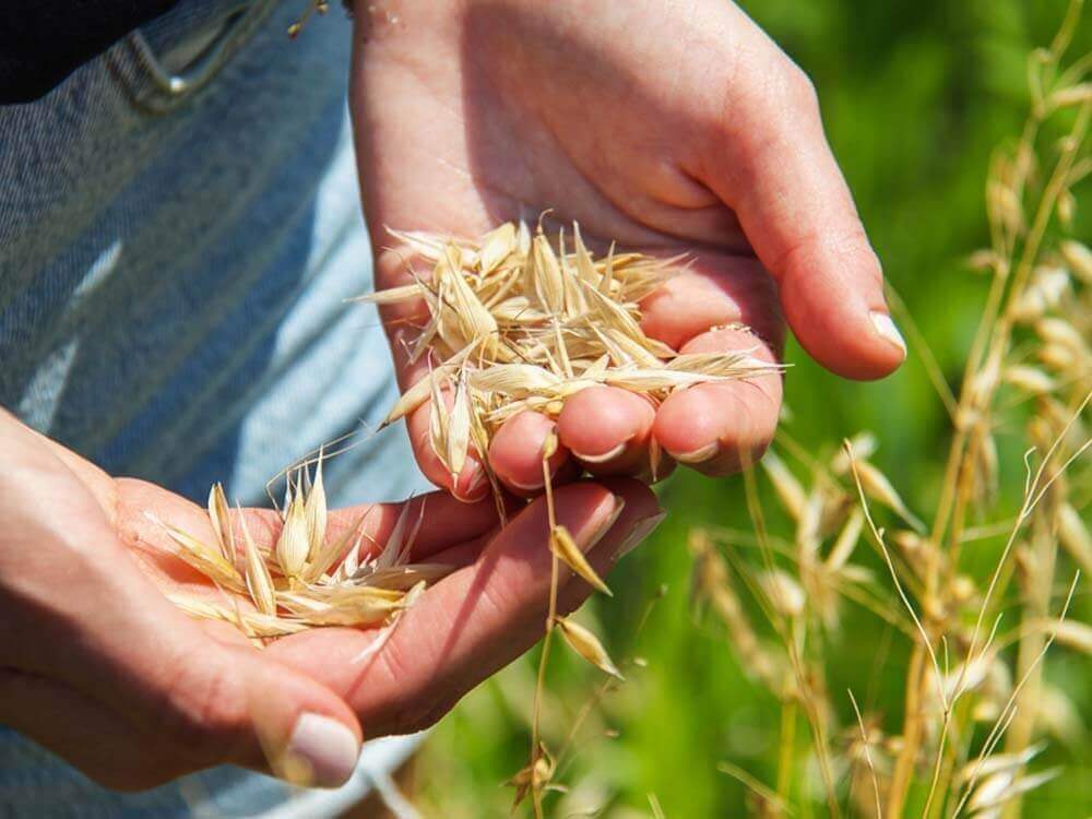 Carboidrati complessi: Integrale