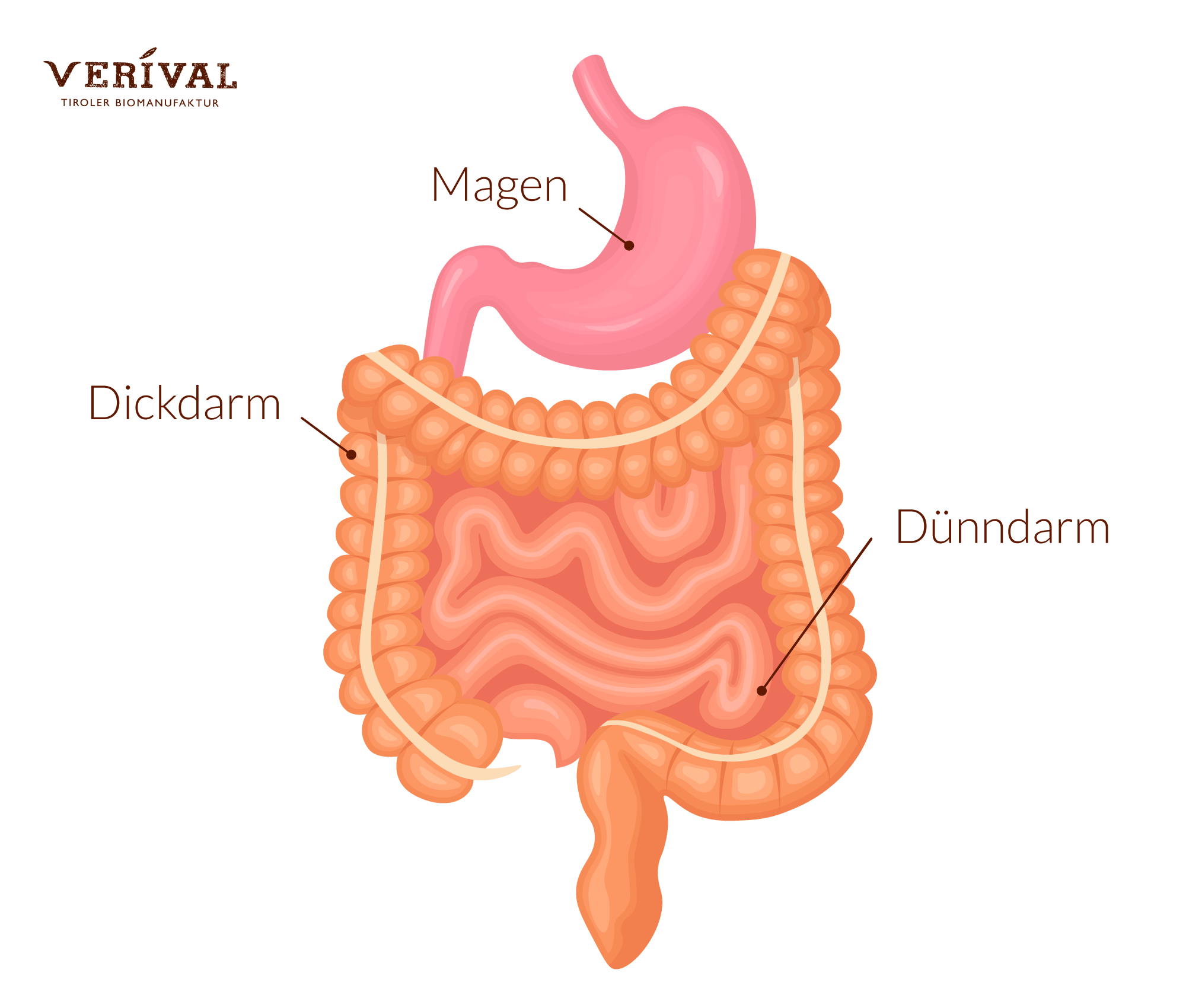 La cosa più importante dell'intestino